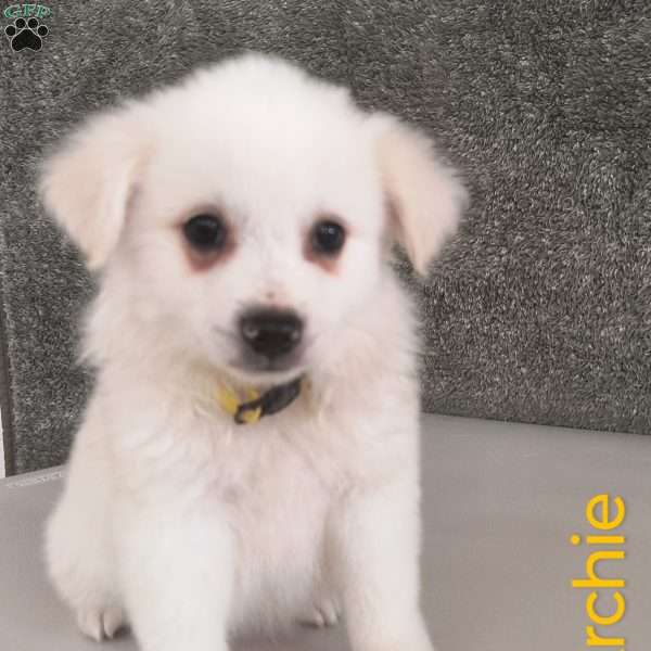 Archie, American Eskimo Puppy